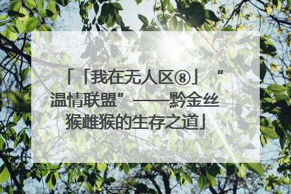 「我在无人区⑧」“温情联盟”——黔金丝猴雌猴的生存之道