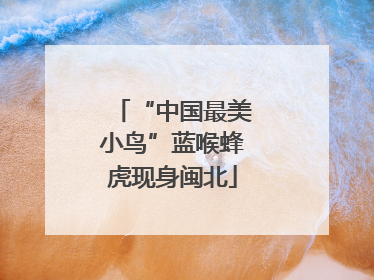 “中国最美小鸟”蓝喉蜂虎现身闽北