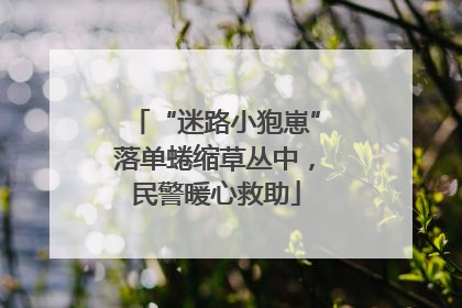 “迷路小狍崽”落单蜷缩草丛中，民警暖心救助