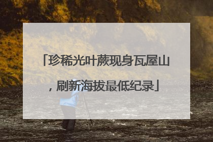 珍稀光叶蕨现身瓦屋山，刷新海拔最低纪录