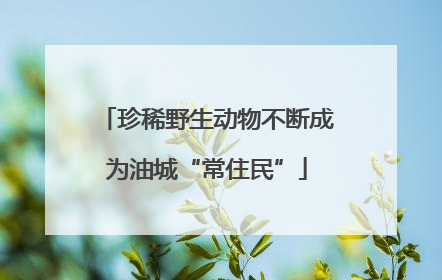 珍稀野生动物不断成为油城“常住民”