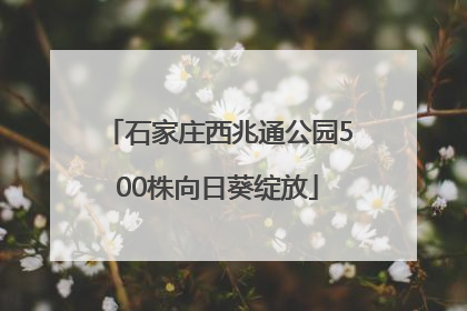 石家庄西兆通公园500株向日葵绽放