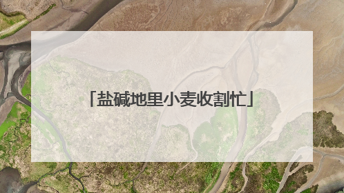 盐碱地里小麦收割忙