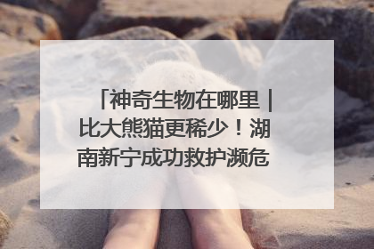 神奇生物在哪里｜比大熊猫更稀少！湖南新宁成功救护濒危鸟类海南鳽
