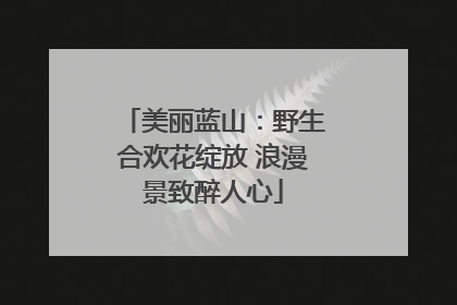 美丽蓝山：野生合欢花绽放 浪漫景致醉人心