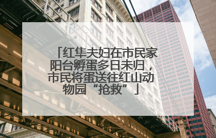 红隼夫妇在市民家阳台孵蛋多日未归，市民将蛋送往红山动物园“抢救”