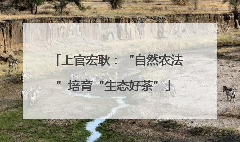 上官宏耿：“自然农法”培育“生态好茶”