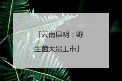 云南昆明：野生菌大量上市