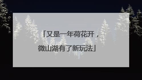 又是一年荷花开，微山湖有了新玩法