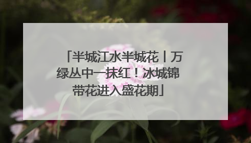 半城江水半城花丨万绿丛中一抹红！冰城锦带花进入盛花期