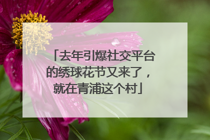 去年引爆社交平台的绣球花节又来了，就在青浦这个村