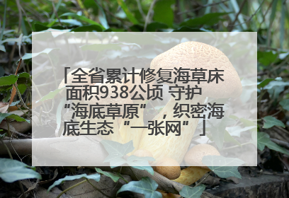 全省累计修复海草床面积938公顷 守护“海底草原”，织密海底生态“一张网”