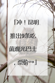 冲！昆明推出9条吃菌观光巴士，票价→