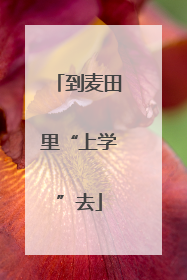 到麦田里“上学”去