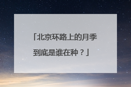 北京环路上的月季到底是谁在种？