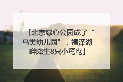 北京绿心公园成了“鸟类幼儿园”，福泽湖畔降生8只小鸳鸯