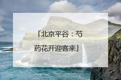 北京平谷：芍药花开迎客来