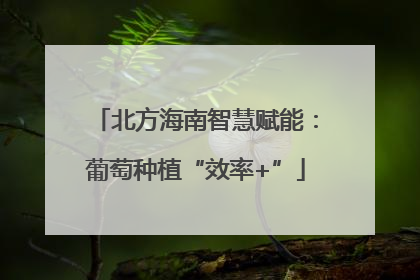 北方海南智慧赋能：葡萄种植“效率+”