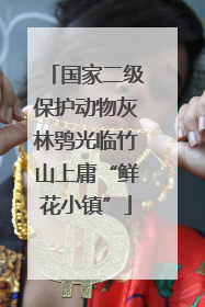 国家二级保护动物灰林鸮光临竹山上庸“鲜花小镇”