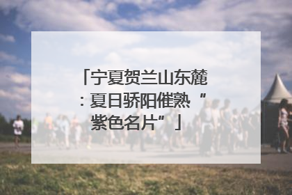 宁夏贺兰山东麓：夏日骄阳催熟“紫色名片”