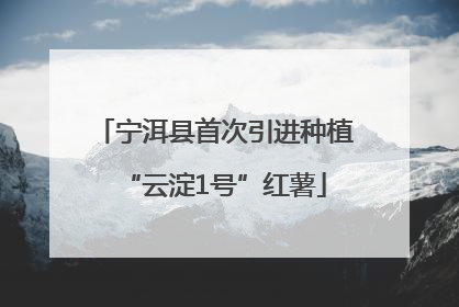 宁洱县首次引进种植“云淀1号”红薯