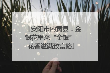 安阳市内黄县：金银花里采“金银” 花香溢满致富路