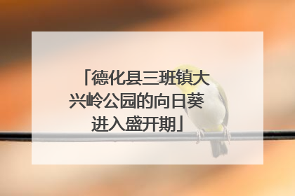德化县三班镇大兴岭公园的向日葵进入盛开期