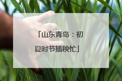 山东青岛：初夏时节插秧忙