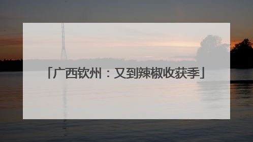 广西钦州：又到辣椒收获季