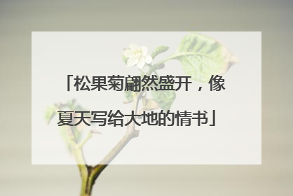 松果菊翩然盛开，像夏天写给大地的情书