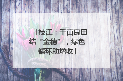 枝江：千亩良田结“金穗”，绿色循环助增收