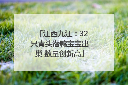 江西九江：32只青头潜鸭宝宝出巢 数量创新高