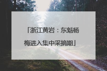 浙江黄岩：东魁杨梅进入集中采摘期