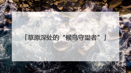 草原深处的“候鸟守望者”
