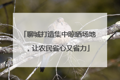 聊城打造集中晾晒场地，让农民省心又省力