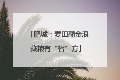 肥城：麦田翻金浪藏粮有“智”方