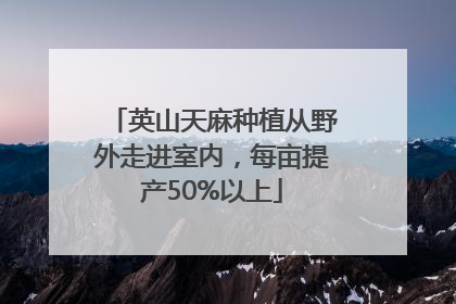 英山天麻种植从野外走进室内，每亩提产50%以上