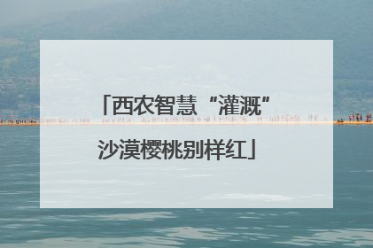 西农智慧“灌溉” 沙漠樱桃别样红