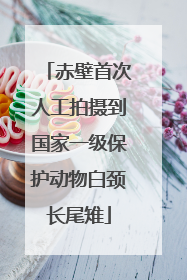 赤壁首次人工拍摄到国家一级保护动物白颈长尾雉