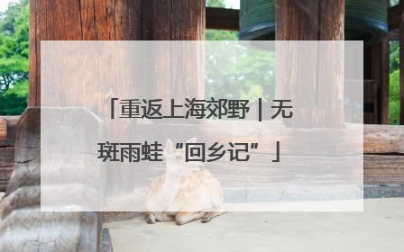重返上海郊野｜无斑雨蛙“回乡记”