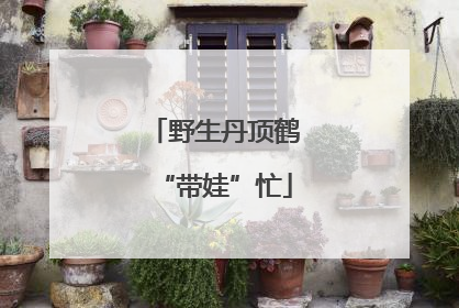 野生丹顶鹤“带娃”忙