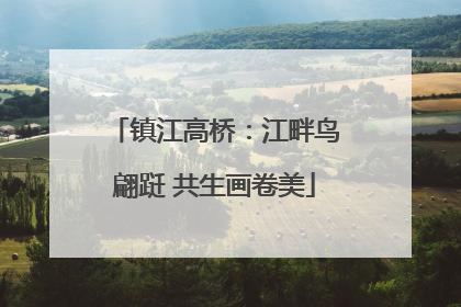 镇江高桥：江畔鸟翩跹 共生画卷美