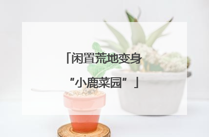 闲置荒地变身“小鹿菜园”