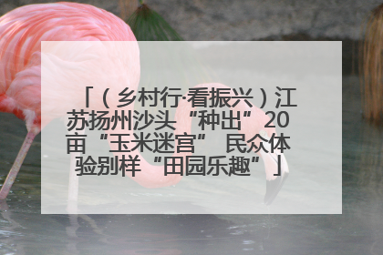 （乡村行·看振兴）江苏扬州沙头“种出”20亩“玉米迷宫” 民众体验别样“田园乐趣”