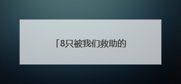 8只被我们救助的鸟儿，重回蓝天